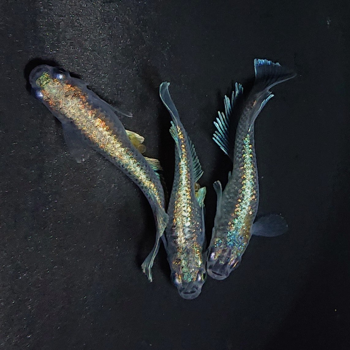 【現物】アハルテケ ブルー　3匹　オス1メス2　　3185