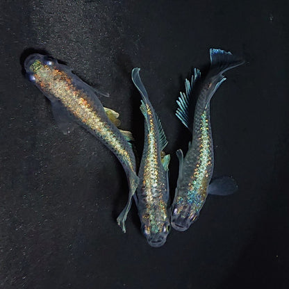 【現物】アハルテケ ブルー　3匹　オス1メス2　　3185