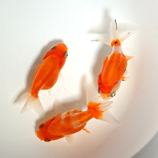 【現物】桜錦（指宿産）　3匹　【送料別】　3199