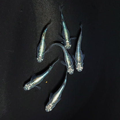 【現物】墨武　6匹　オス2メス4　青強め個体　3194