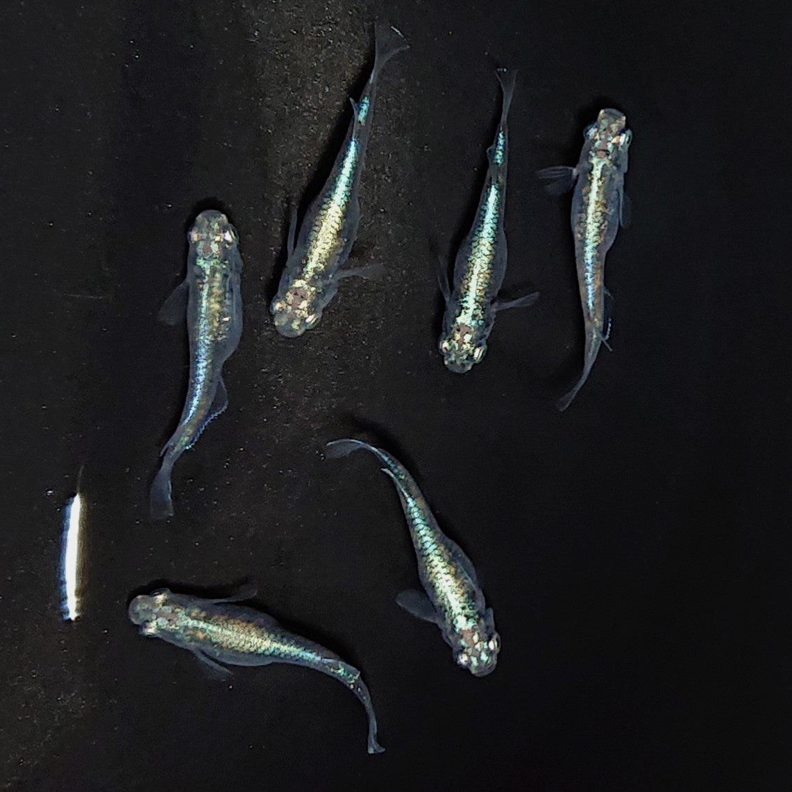 【現物】墨武　6匹　オス2メス4　青強め個体　3194