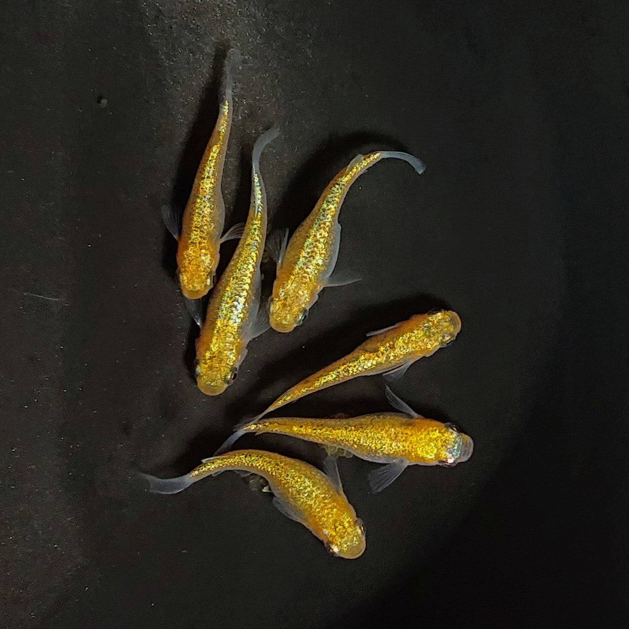 【現物】サンシャイン　6匹　オス2メス4　3207