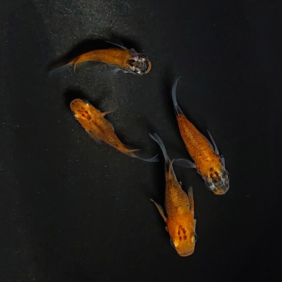 【現物】女雛だるま　2ペア　　3208