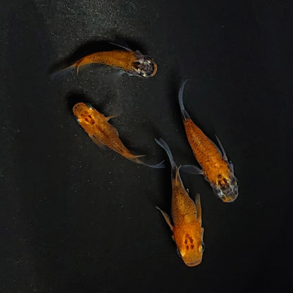 【現物】女雛だるま　2ペア　　3208