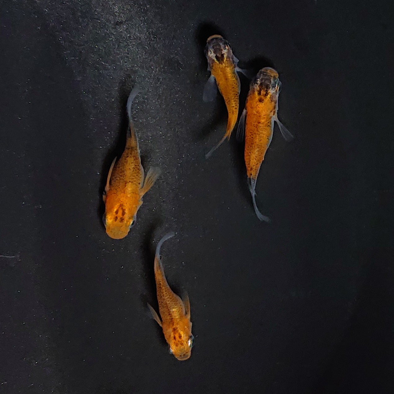 【現物】女雛だるま　2ペア　　3208