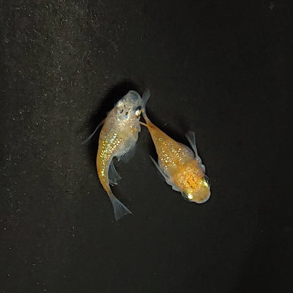 【現物】夜桜だるま　ペア　　3209