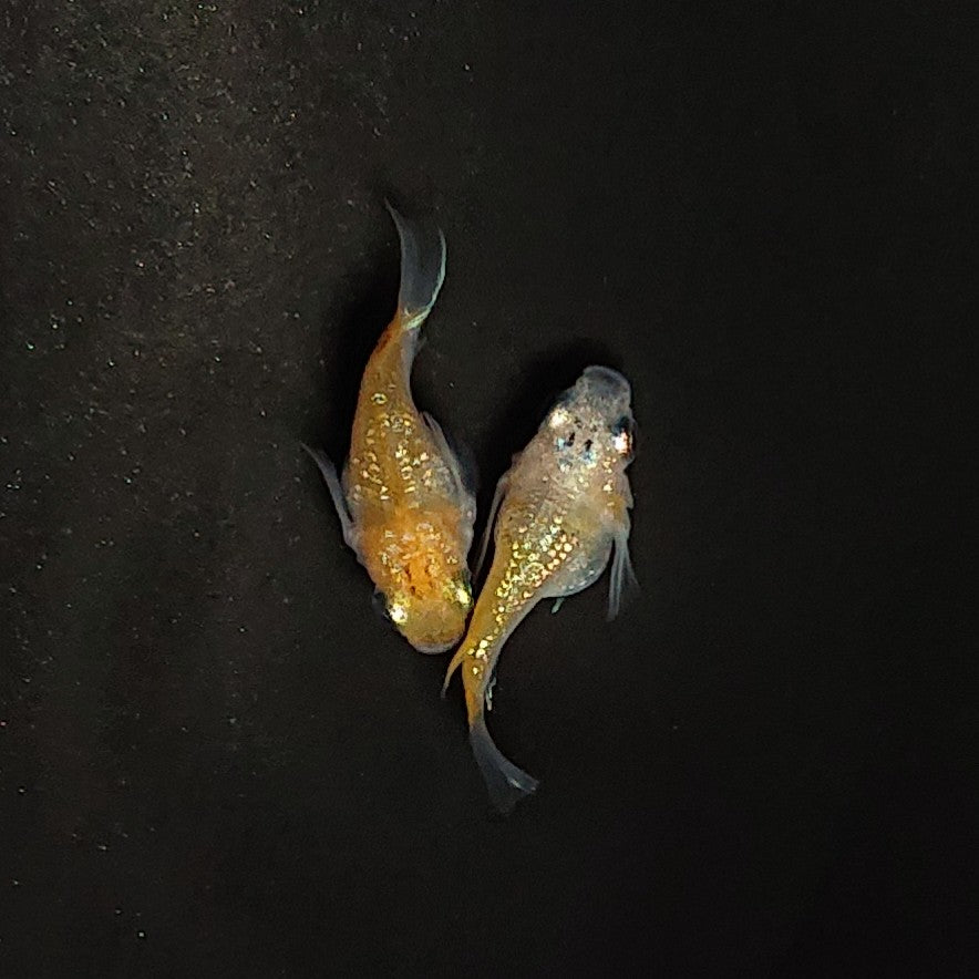 【現物】夜桜だるま　ペア　　3209