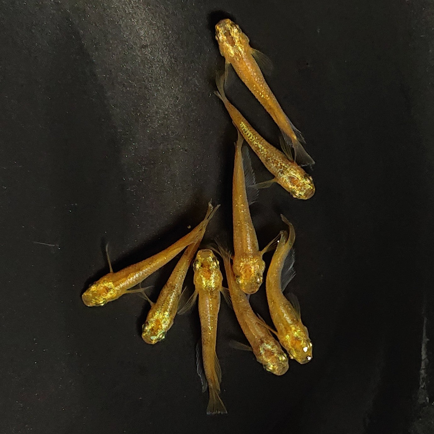 【現物】スパークルサン　両眼アースアイ　掛け合わせ用親個体　オス8匹　3213