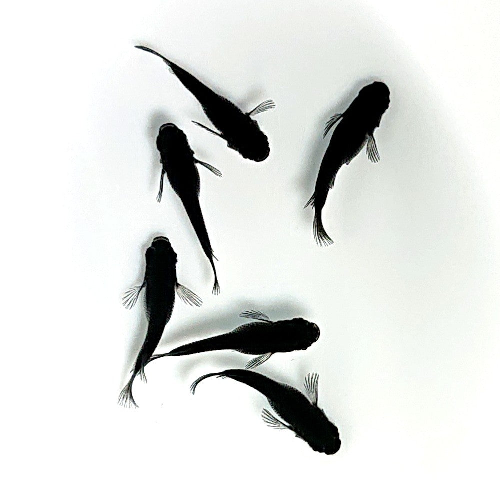 【現物】オロチだるま　3ペア　3210