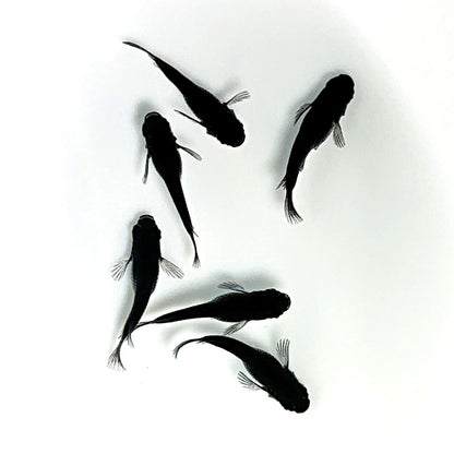 【現物】オロチだるま　3ペア　3210