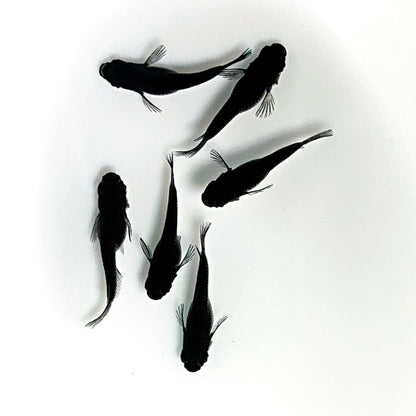 【現物】オロチだるま　3ペア　3210