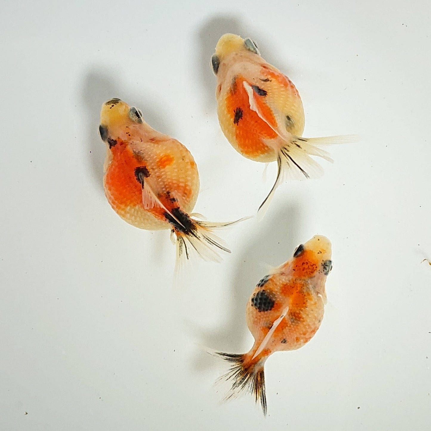 【現物】キャリコピンポンパール （指宿産）　3匹　【送料別】　　3224