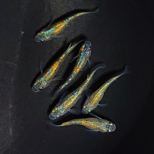 【いぶきの日】ユリシスパラディーゾ　5匹＋保障1匹セット　3400