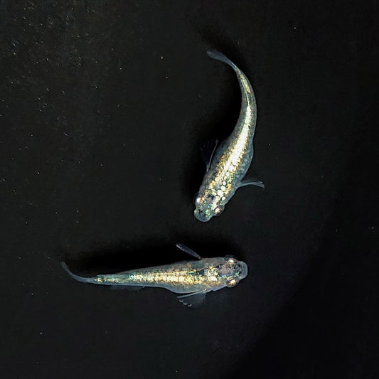 【現物イベント限定】レックウザ　稚魚10匹　サバンナ様純血統 F2　3333