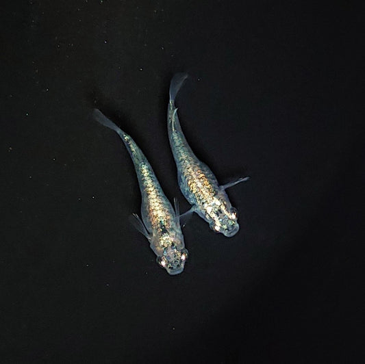 【現物イベント限定】レックウザ　稚魚5匹　サバンナ様純血統 F2　3293