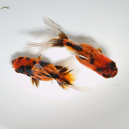 【現物】タイガーオランダローズテール （指宿産）　2匹　【送料別】　3253