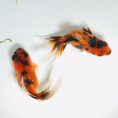 【現物】タイガーオランダローズテール （指宿産）　2匹　【送料別】　3253