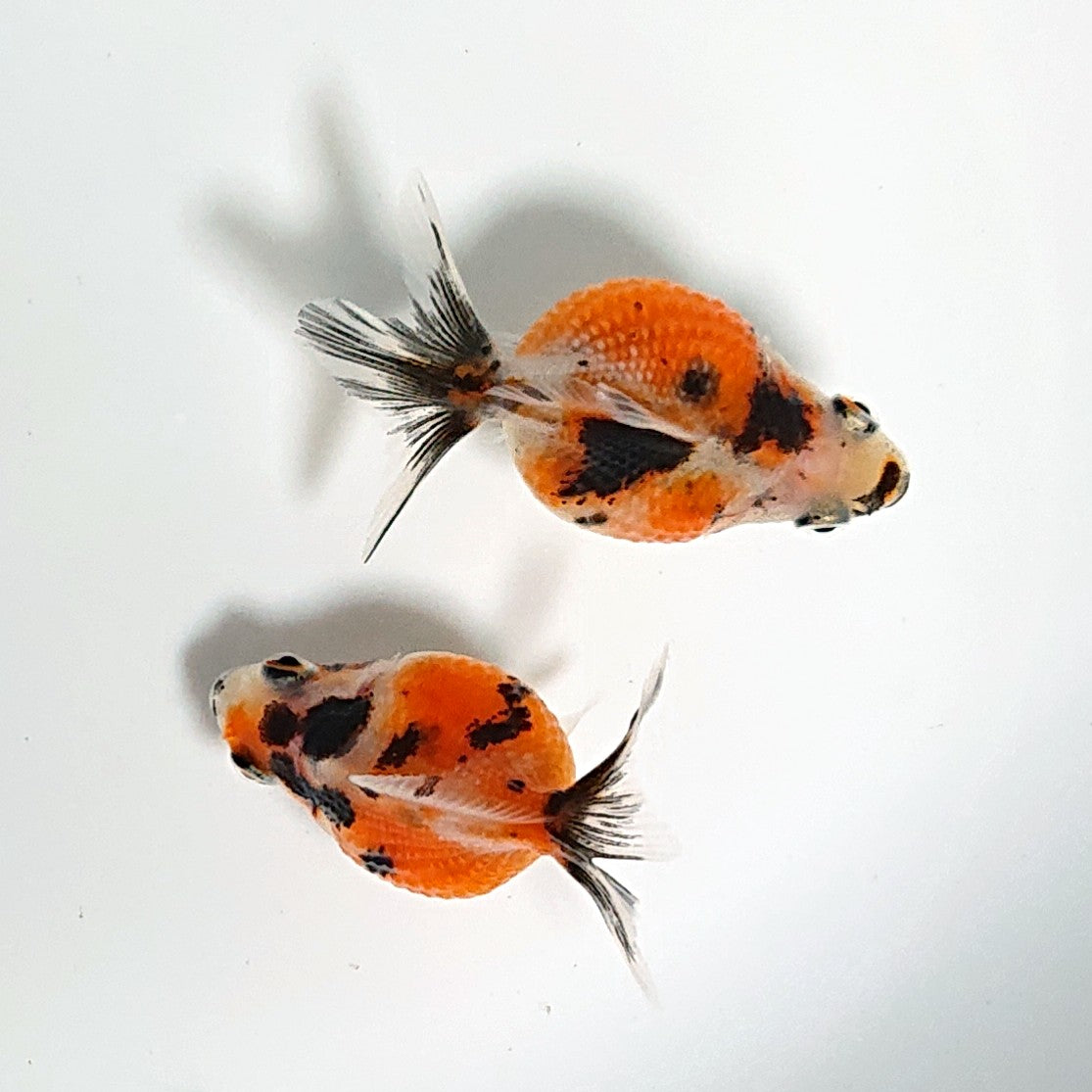 【現物】キャリコピンポンパール 墨勝ち （指宿産）　2匹　【送料別】　3246