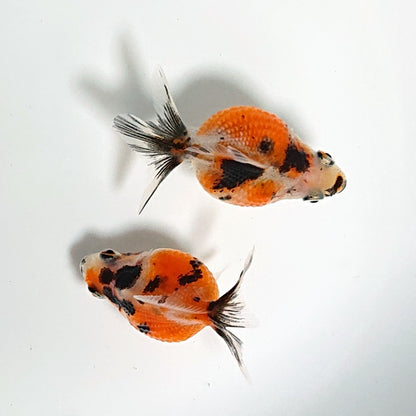 【現物】キャリコピンポンパール 墨勝ち （指宿産）　2匹　【送料別】　3246