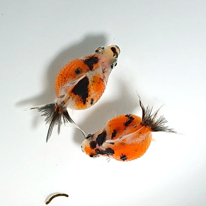 【現物】キャリコピンポンパール 墨勝ち （指宿産）　2匹　【送料別】　3246