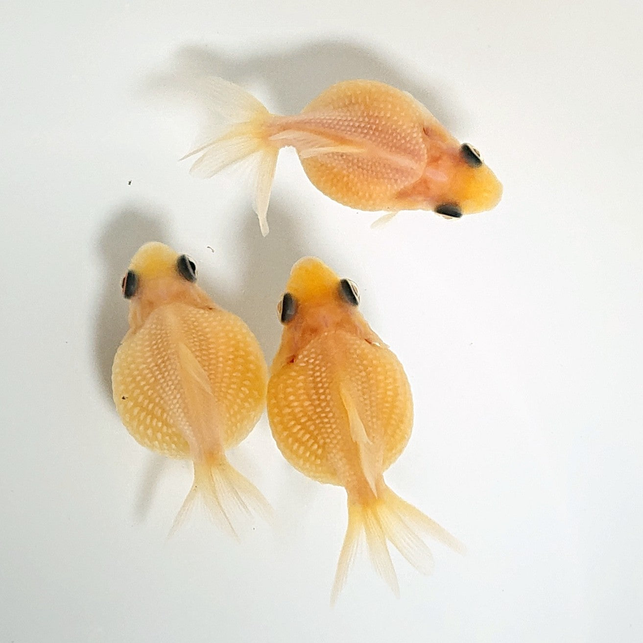 【現物】ミルクピンポンパール （指宿産）　3匹　【送料別】　3248