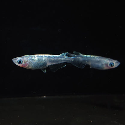 【現物】【NEW】カーバンクルブルー（大川系カガミ鱗）　3匹　オス1メス2　Azuma様純血統 F1　3254
