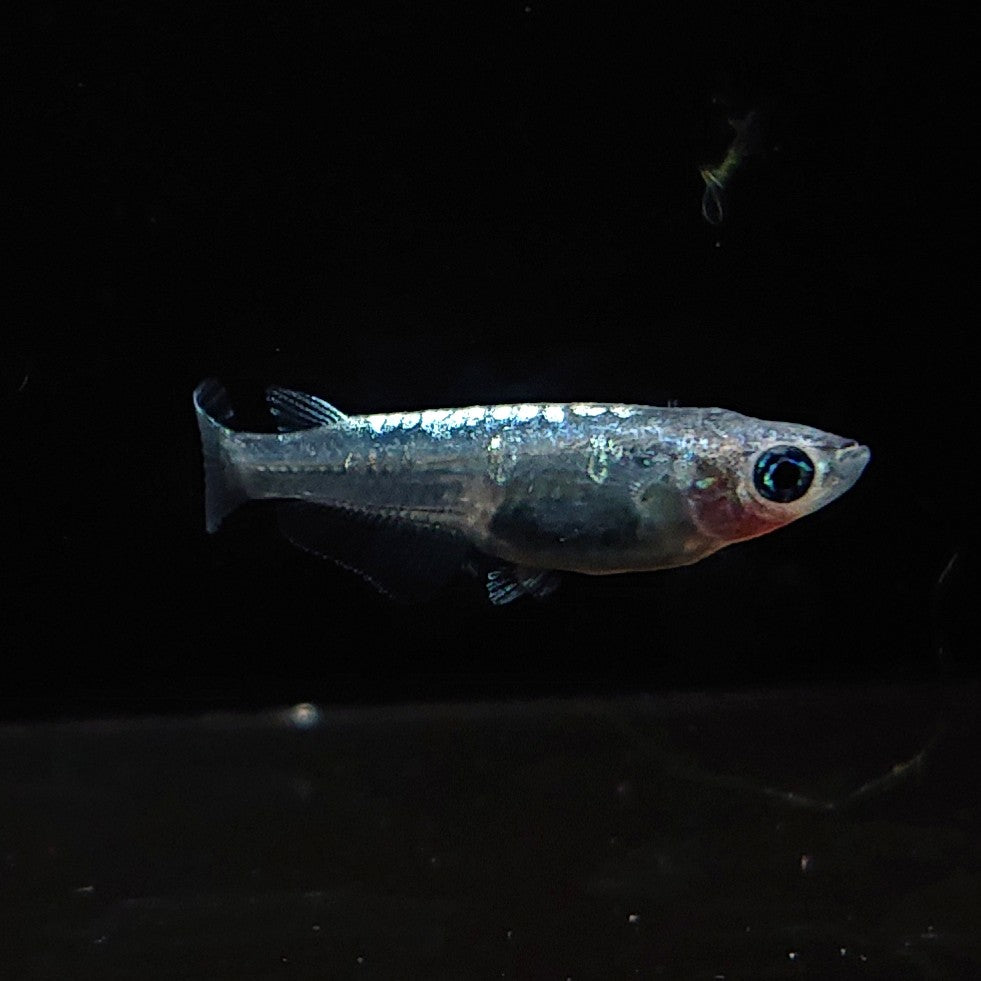 【現物】【NEW】カーバンクルブルー（大川系カガミ鱗）　3匹　オス1メス2　Azuma様純血統 F1　3254