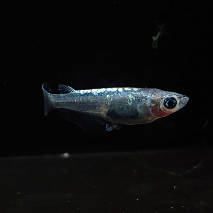 【現物】【NEW】カーバンクルブルー（大川系カガミ鱗）　3匹　オス1メス2　Azuma様純血統 F1　3254