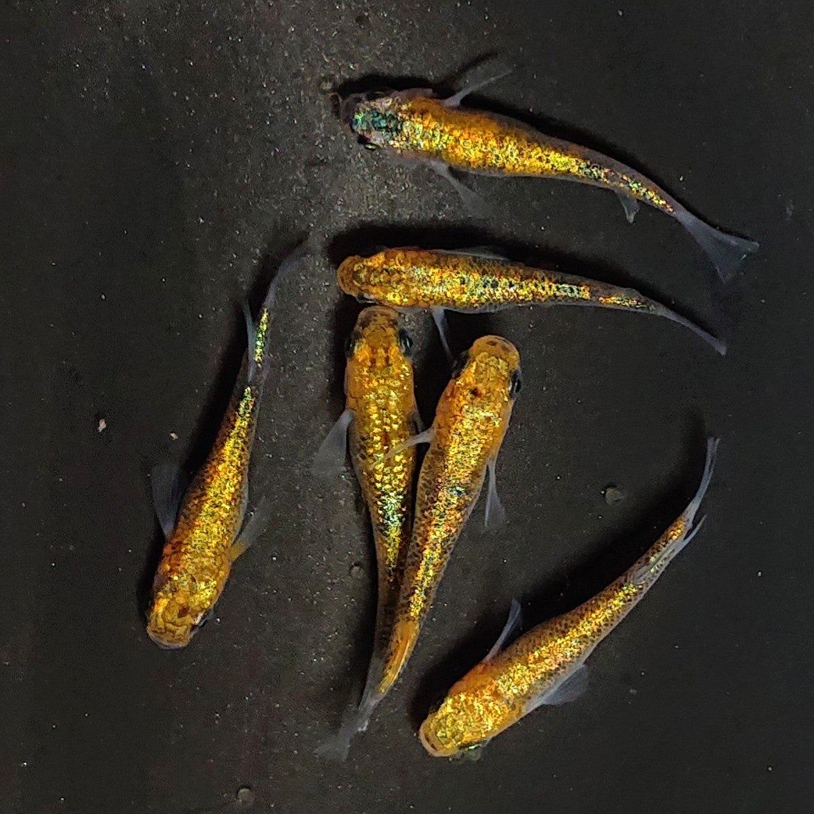 【現物】サンシャイン　3ペア　3269