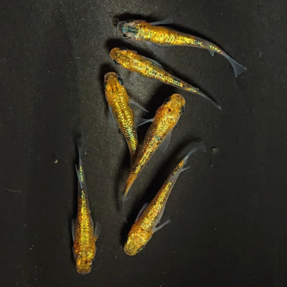 【現物】サンシャイン　3ペア　3269