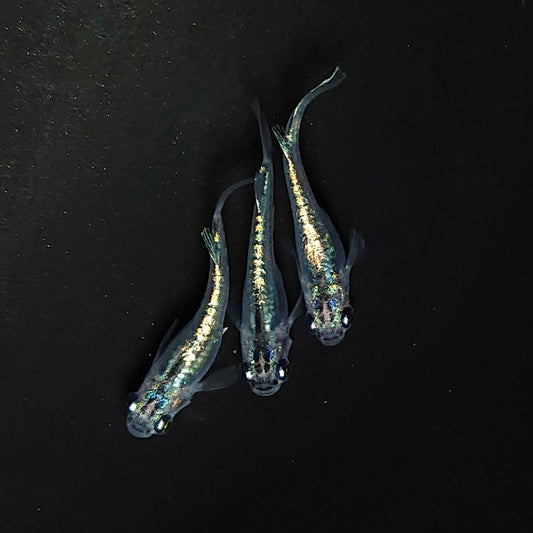 【現物イベント限定】カーバンクルブルー　若魚5匹　Azuma様純血統 F2　3302