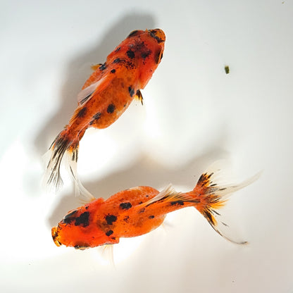 【現物】タイガーオランダローズテール （指宿産）　2匹　【送料別】　3279