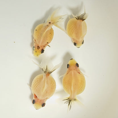 【現物】ミルクピンポンパール （指宿産）　4匹　【送料別】　3277