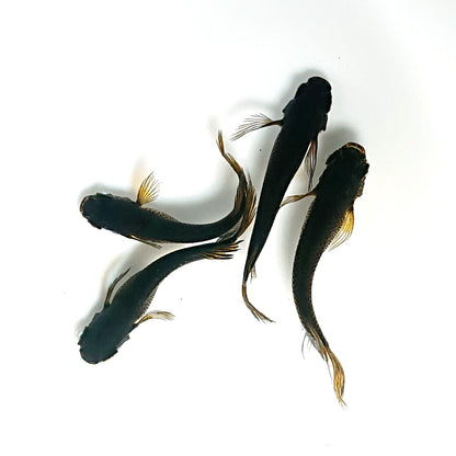 【現物】北辻GODアースアイ松井ヒレ長　両眼アースアイ　2ペア　3275