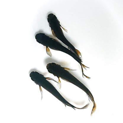 【現物】北辻GODアースアイ松井ヒレ長　両眼アースアイ　2ペア　3275