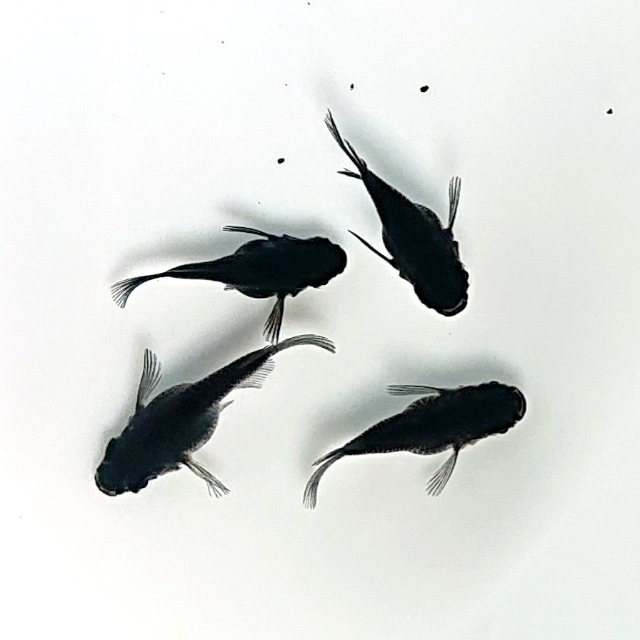 【現物イベント限定】オロチだるま　稚魚10匹　3965