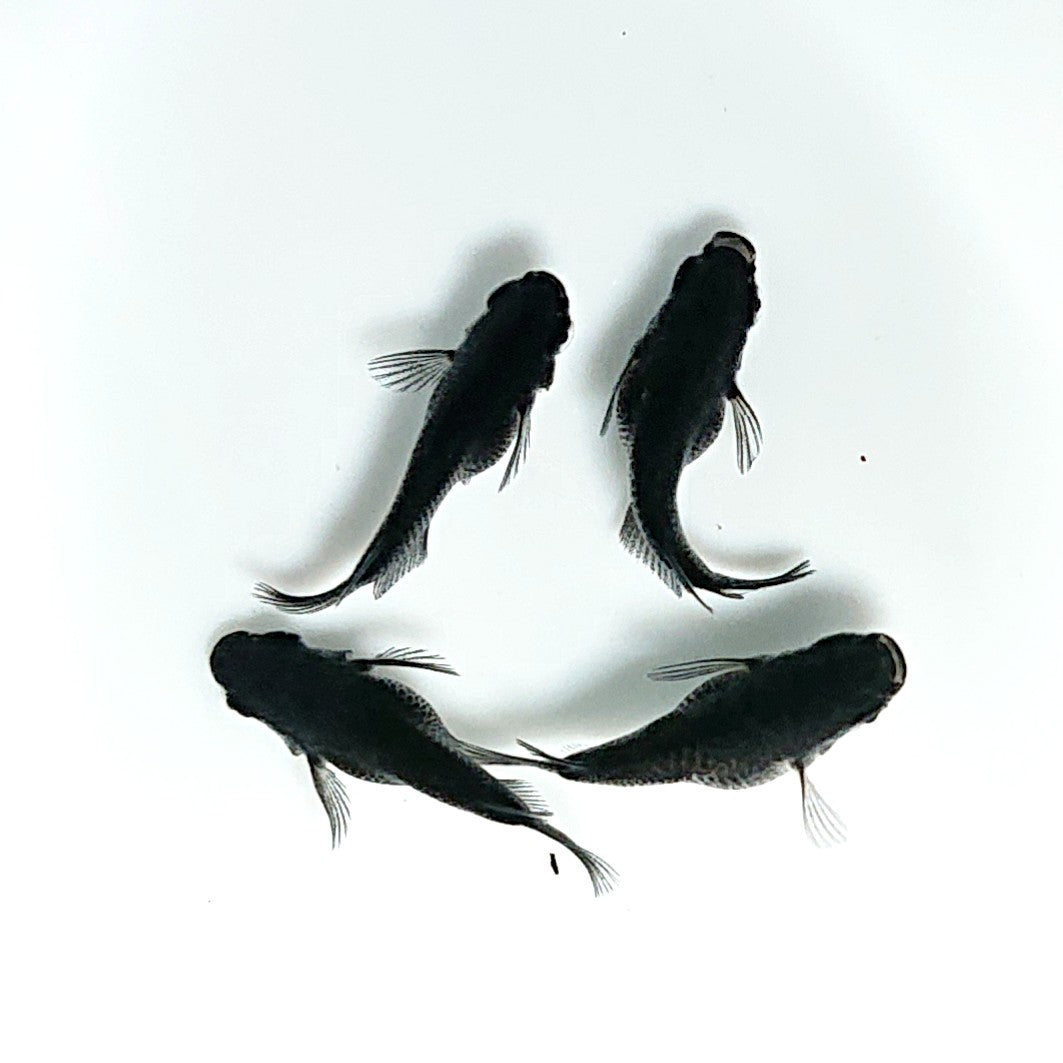 【現物】オロチだるま　2ペア　3300