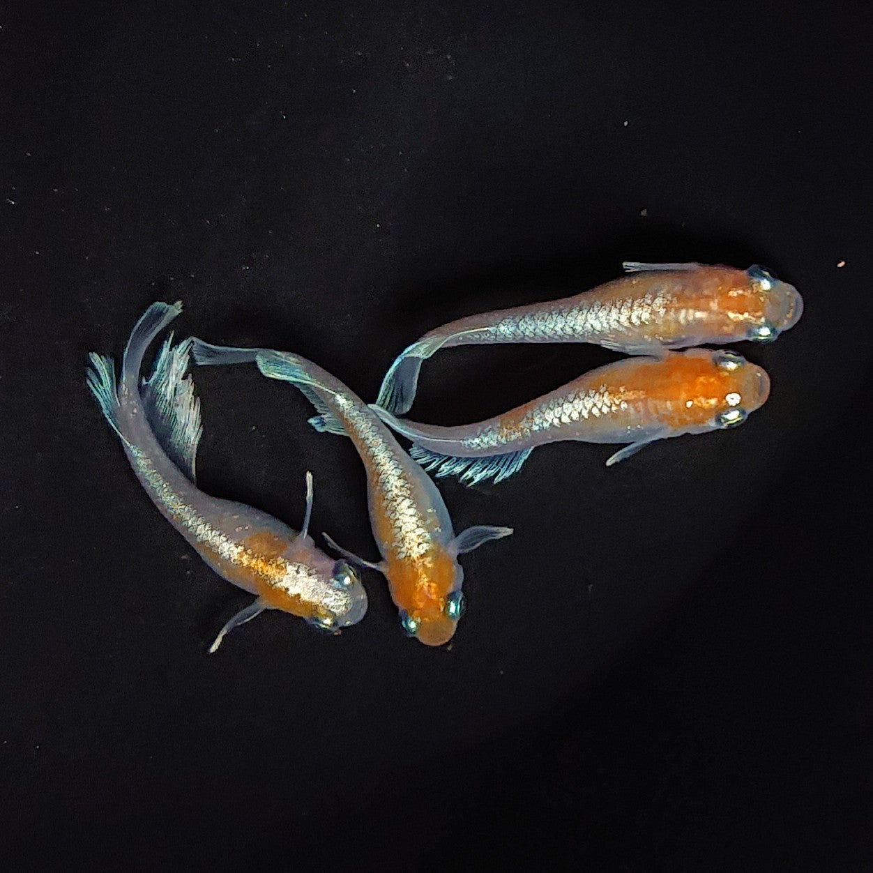 【現物】レッドクリフ紅白　2ペア　3301