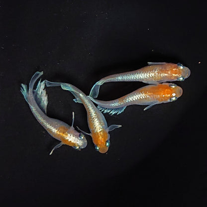 【現物】レッドクリフ紅白　2ペア　3301