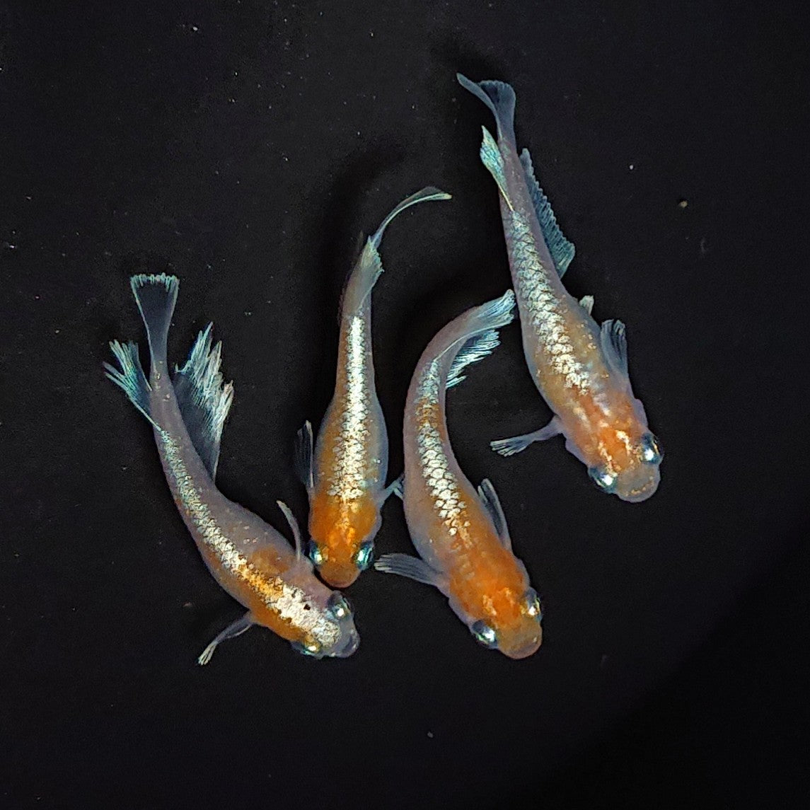 【現物】レッドクリフ紅白　2ペア　3301