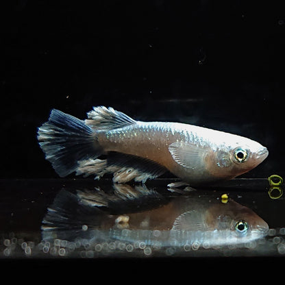 【現物】名称未設定（モルフォ亜種血統最新世代）　亜種表現＋ヒレフサ　2ペア（1ペア：ワイドフィン）　3315