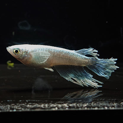 【現物】名称未設定（モルフォ亜種血統最新世代）　亜種表現＋ヒレフサ　2ペア（1ペア：ワイドフィン）　3315