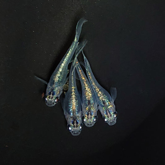 【現物イベント限定】カーバンクルブルー　稚魚10匹　Azuma様純血統 F2　3332