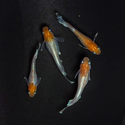 【現物】レッドクリフ紅白　2ペア　3317