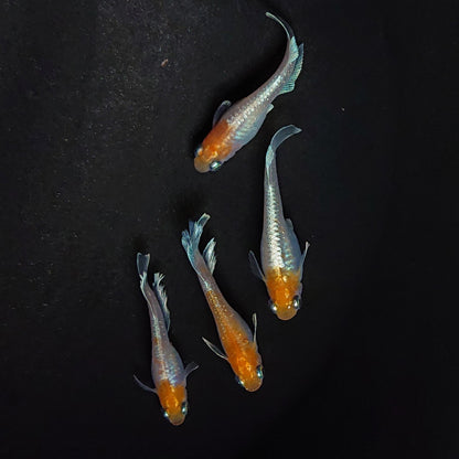 【現物】レッドクリフ紅白　2ペア　3317