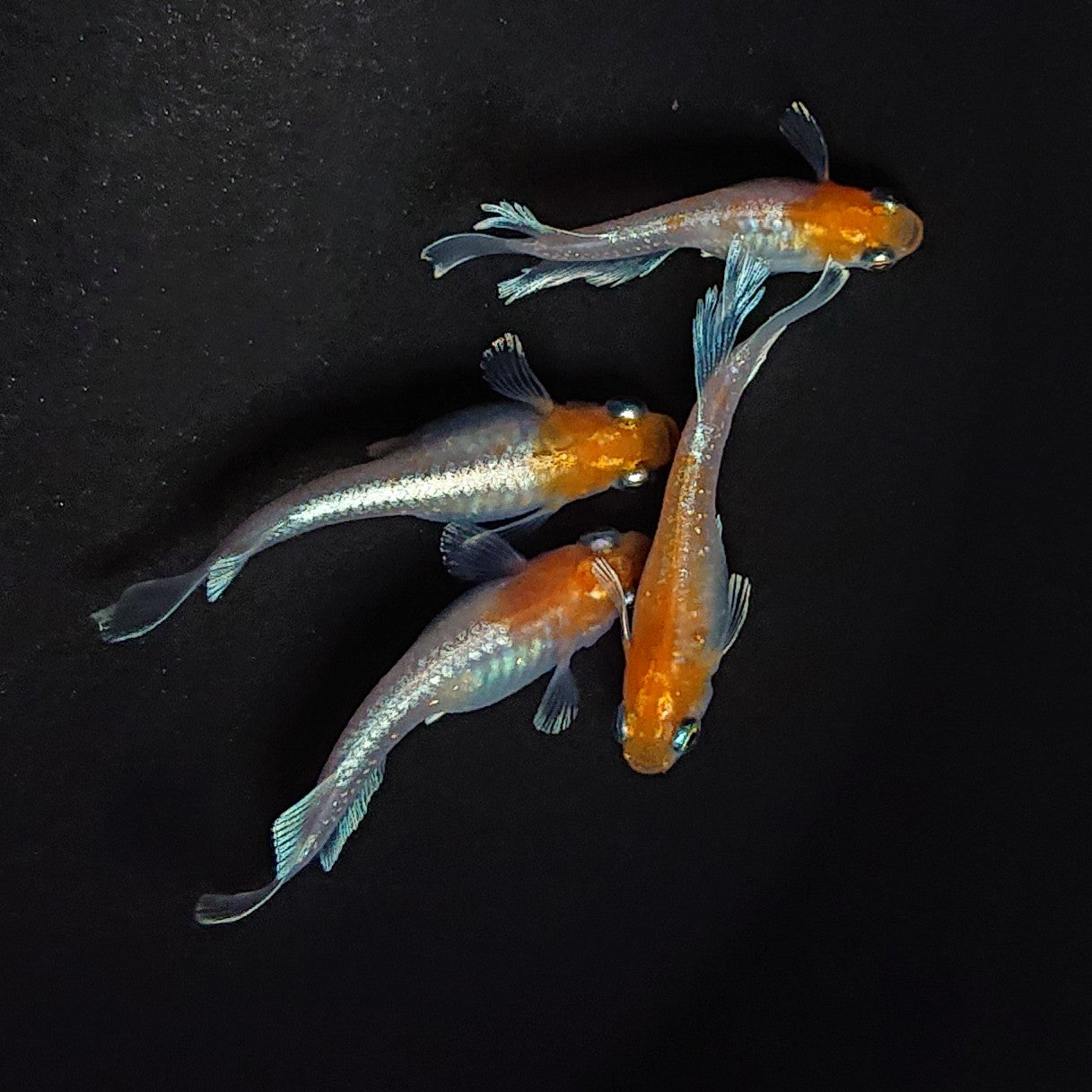 【現物】レッドクリフ紅白　2ペア　3317