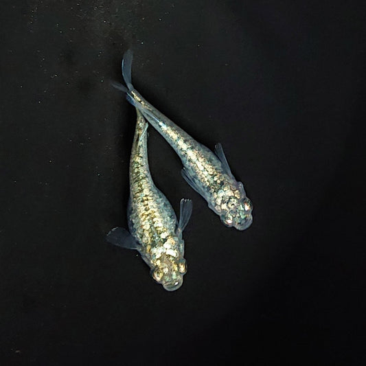 【稚魚】レックウザ(れっくうざ) 指宿(いぶすき)メダカ 稚魚10匹