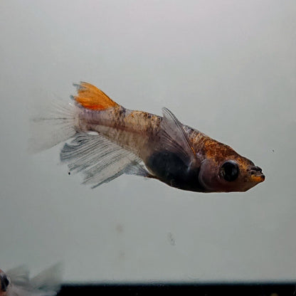 【現物】和墨三色リアルロングフィン　3匹　オス2メス1　3323