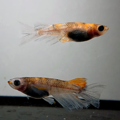 【現物】和墨三色リアルロングフィン　3匹　オス2メス1　3323