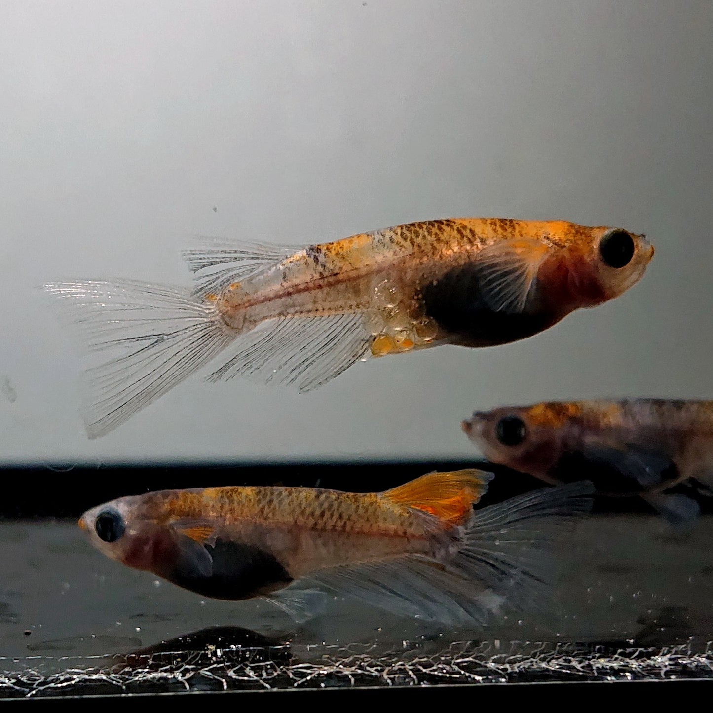 【現物】和墨三色リアルロングフィン　3匹　オス2メス1　3323